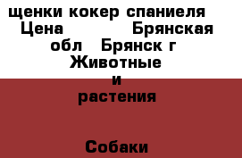 щенки кокер спаниеля  › Цена ­ 6 000 - Брянская обл., Брянск г. Животные и растения » Собаки   